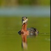 Potapka rudokrka - Podiceps grisegena - Red-necked Grebe 5875
